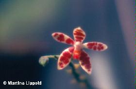 maculata.jpg