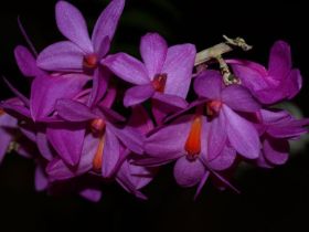 Dendrobium crepidiferum.jpg