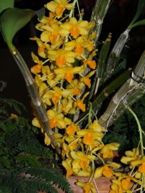 Dendrobium griffithianum.jpg