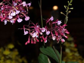 Epidendrum capricornum.jpg