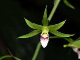 Eulophia euglossa.jpg