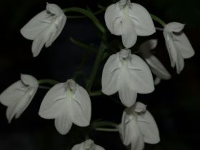 Habenaria lindleyana1.jpg