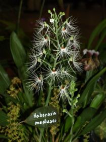 Habenaria medusae2.jpg