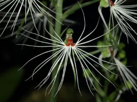 Habenaria medusae3.jpg