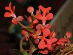 Habenaria rhodocheila2.jpg